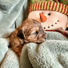 Sadie - Sable female Yorkipoo puppy in Walla Walla, Washington from Linda Sherman