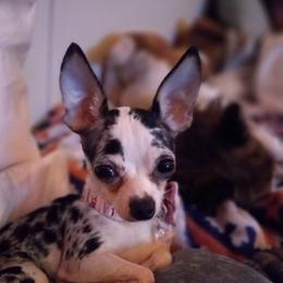 Cinderella - Chihuahua