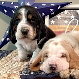 Basset Hounds from RiverBottom Bassets