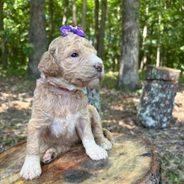 Fancy Nancy - Red  female Goldendoodle puppy in Camden, North Carolina from Oopsie Doodles of NC