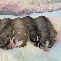 Siberian Huskies from Northern Staar Kennel