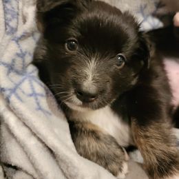 Australian Shepherd Puppies from Summit Australian Shepherds