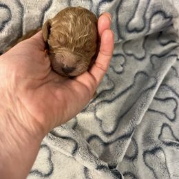 Orange - Apricot female Goldendoodle puppy in Clarksville, Tennessee from Golden Pine Designer Doodles