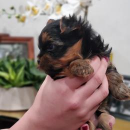 Yorkshire Terrier Puppies from Yorkie Puppies Redwood Ranch