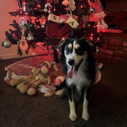 Scruffy - Black tri male Toy Australian Shepherd puppy in Woodlake, California from For the Love of Aussie