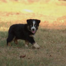 Miniature Australian Shepherd Puppies from MAC's Cirkles 8 Aussies