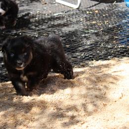 Winton - Black tri-color male Australian Shepherd puppy in Sonoita, Arizona from Gardner Canyon Kennels