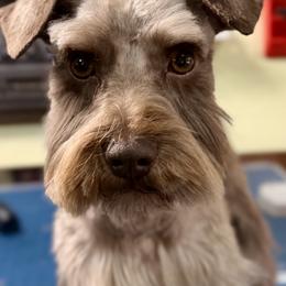 Boy 1 - male Miniature Schnauzer puppy in Pelzer, South Carolina from Schnauzer Heaven Von Longbach