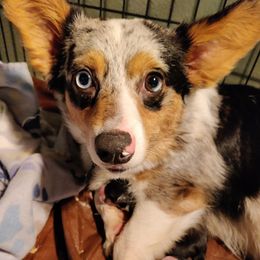 American Corgis and Pembroke Welsh Corgis from Heckman Corgis