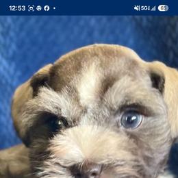 Sir Charles - Liver male Miniature Schnauzer puppy in Paradise, Utah from Highbornschnauzers