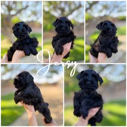 Jersey AKC - Black female Miniature Schnauzer puppy in Victorville, California from West Coast Royal Miniature Schnauzer