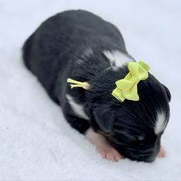 Yellow collar - Black tri-color female Aussiedoodle puppy in 32046, Florida from River Hill Ranch