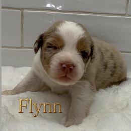 Flynn - Red merle male Australian Shepherd puppy in Zephyrhills, Florida from Highland Shelties & Aussies