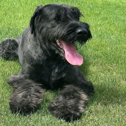Creek - Giant Schnauzer