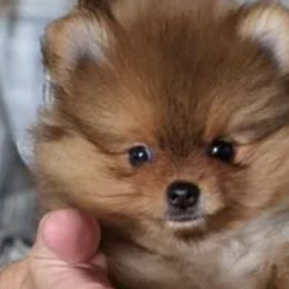 Pomeranians from Marli Pomeranians