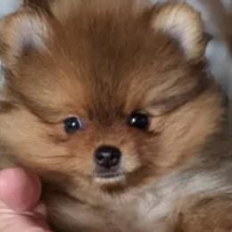 Pomeranians from Marli Pomeranians