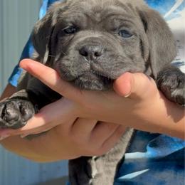 Grey Boy Pink collar - Gray male Cane Corso puppy in Nashville, Tennessee from Worldwide Kennels