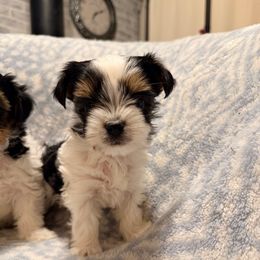 Milo (Boy 1) - Black tan and white male Biewer Terrier puppy in El Paso, Texas from De La Rosa Biewers