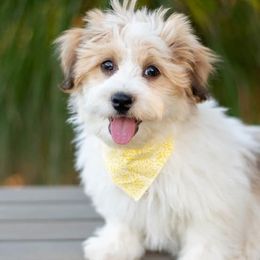 Havanese from Tiffany Taylor's Havanese