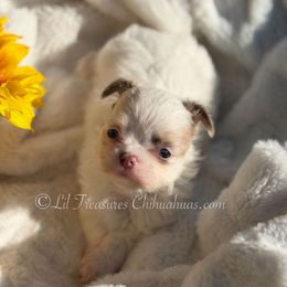 Capri - Silver and white male Chihuahua puppy in Anderson, South Carolina from Lil Treasures Chihuahuas