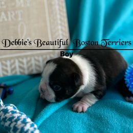 Blue - Black brindle and white male Boston Terrier puppy in Henderson, Nevada from Debbie Coleman's Boston Terriers