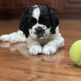 Oreo - Black and white Cocker Spaniel puppy in Columbia, South Carolina from Monticello Cocker Spaniels