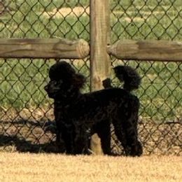 Gigi - Poodle