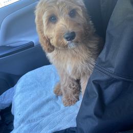 Cavapoo, Maltipoo, and Poodle Puppies from My Sweet Poodles and Doodles