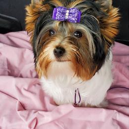 Biewer Terrier Puppies from Bisou Biewers