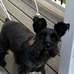 Ebony - Miniature Schnauzer