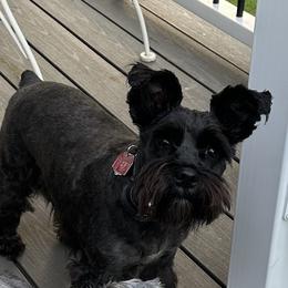 Ebony - Miniature Schnauzer