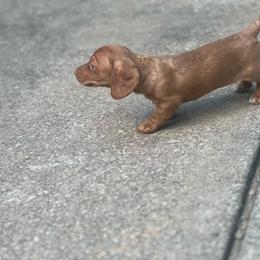 Boy 1 - Dapple male Dachshund puppy in Bismarck, Missouri from Kalua's Doxies
