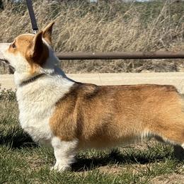 Pembroke Welsh Corgis from Rising JM Pembrokes