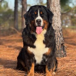 Oresta - Bernese Mountain Dog