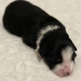 Oakley - Black tri male Miniature Australian Shepherd puppy in Visalia, California from Furrever.Mini.Aussies.llc