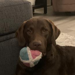 Chesapeake Bay Retrievers from Global Waters Chesapeakes