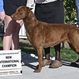 Ryder - Chesapeake Bay Retriever