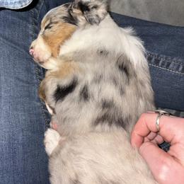 Miniature Australian Shepherd Puppies from Mid-Plains Mini Aussies