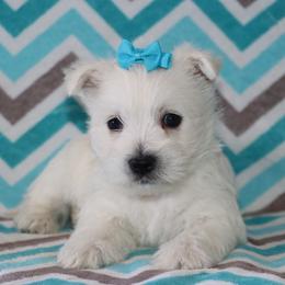 Cairn Terrier and West Highland White Terrier Puppies from Linda’s Lovable Pups