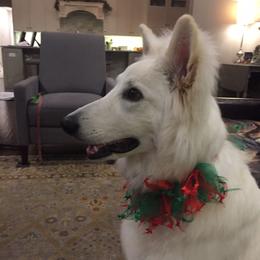 Berger Blanc Suisse and German Shepherd Puppies from Vom Hundhaus German Shepherds