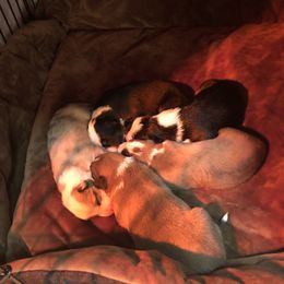 Border Collie Puppies from Burke BC’s