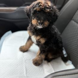 Bernedoodle and Irish Doodle Puppies from Boutique Bernedoodles & Co.