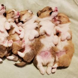 Pembroke Welsh Corgi Puppies from Whimsical Treasure Corgis