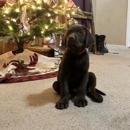 Labrador Retriever Puppies from On My Side Kennels