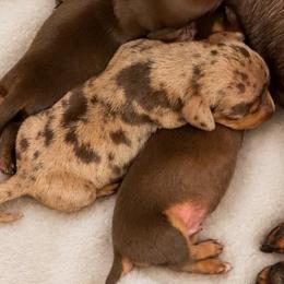 Dapple girl 2 - Dapple female Dachshund puppy in Madison, Wisconsin from SK Miniature   Dachshunds