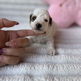 Nalani - Parti female Poodle puppy in Miami, Florida from Sakura Poodles
