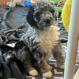 Yelena - Blue merle female Aussiedoodle puppy in Springfield, Missouri from Doodle Dandy Bernedoodles & Aussiedoodles