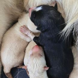 Black and white - Black and white female Gerberian Shepsky puppy in Gorman, Texas from Bransford Paw Pack/Timber Huskies