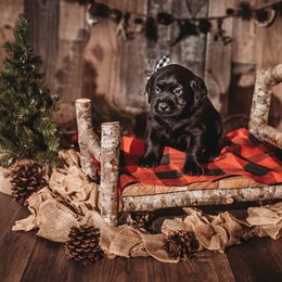 Labrador Retriever Puppies from Prince Labradors