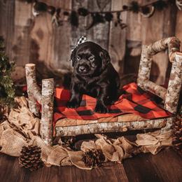 Labrador Retriever Puppies from Prince Labradors